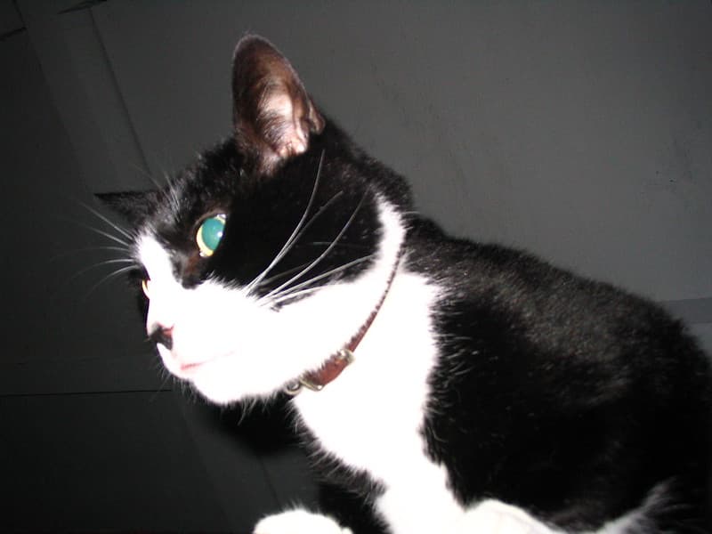 Black and white cat on car roof headshot 2