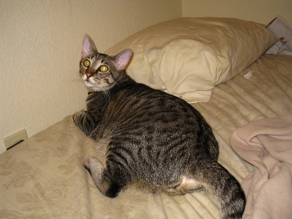 Radar lying on my bed 2