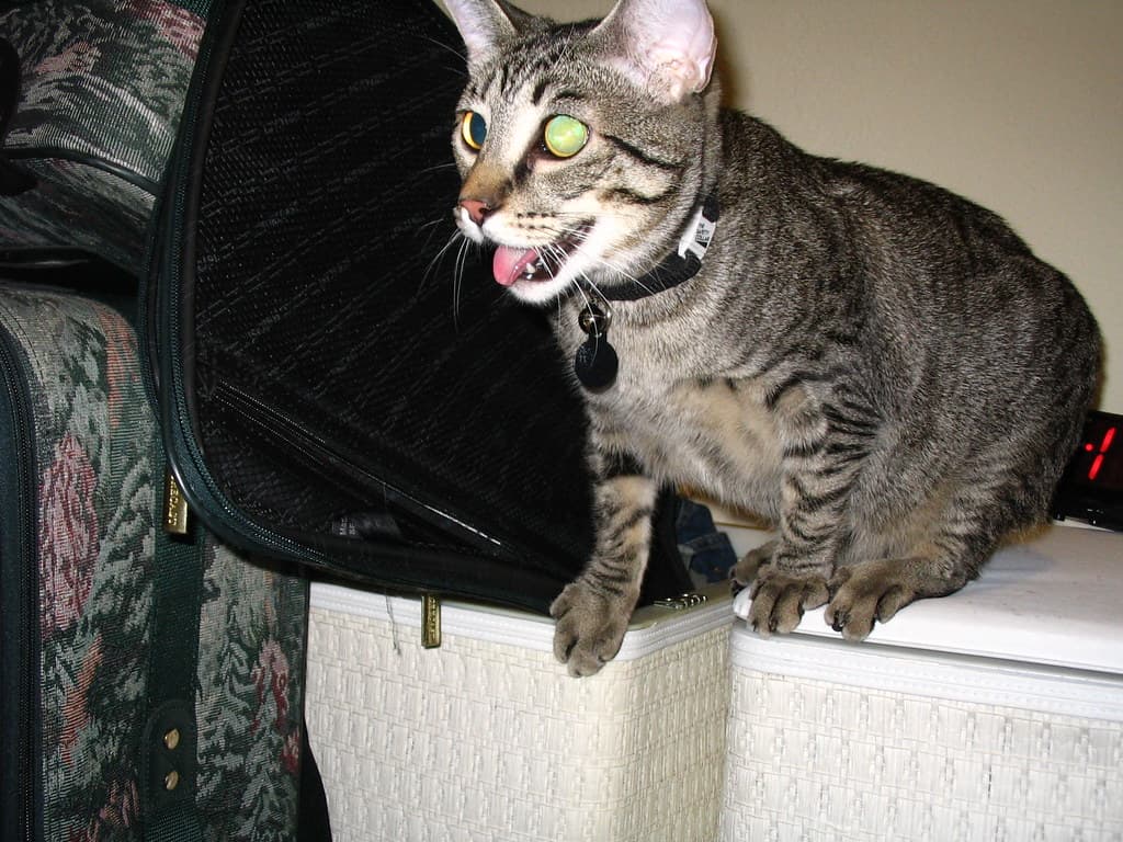 Radar panting and trying to reach lure toy 5
