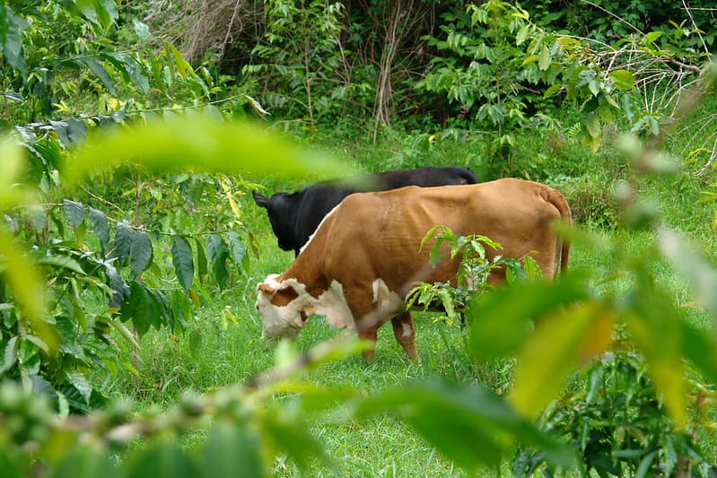 DSC05672 weed control cows coffee