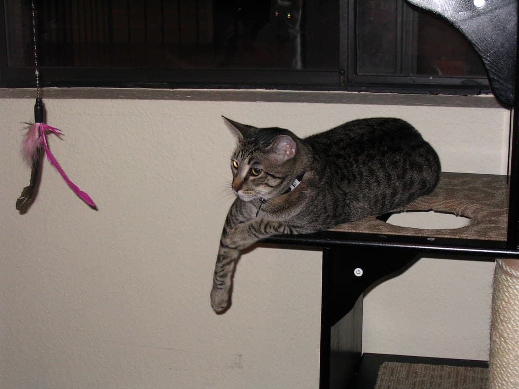 Radar lying on top of cat tower watching lure toy 3