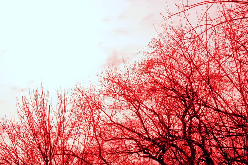 Trees and sky