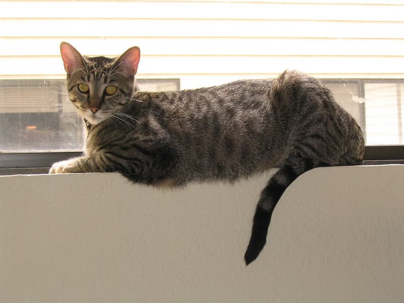 Radar lying on windowsill 1