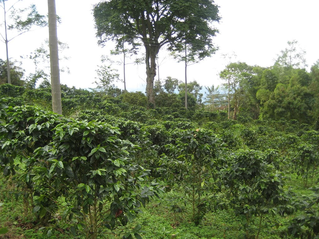 Coffee farm in Colombia