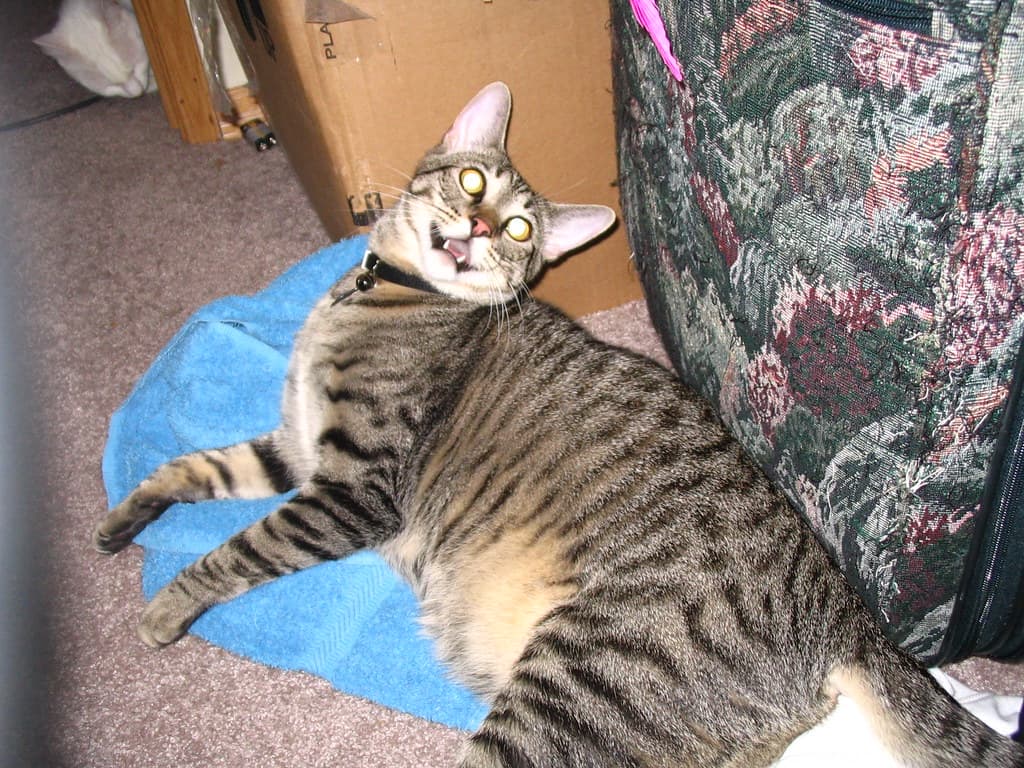 Radar lying by suitcase 1