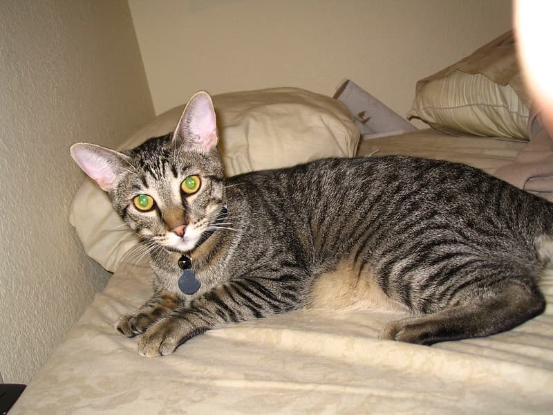 Radar lying on my bed 1