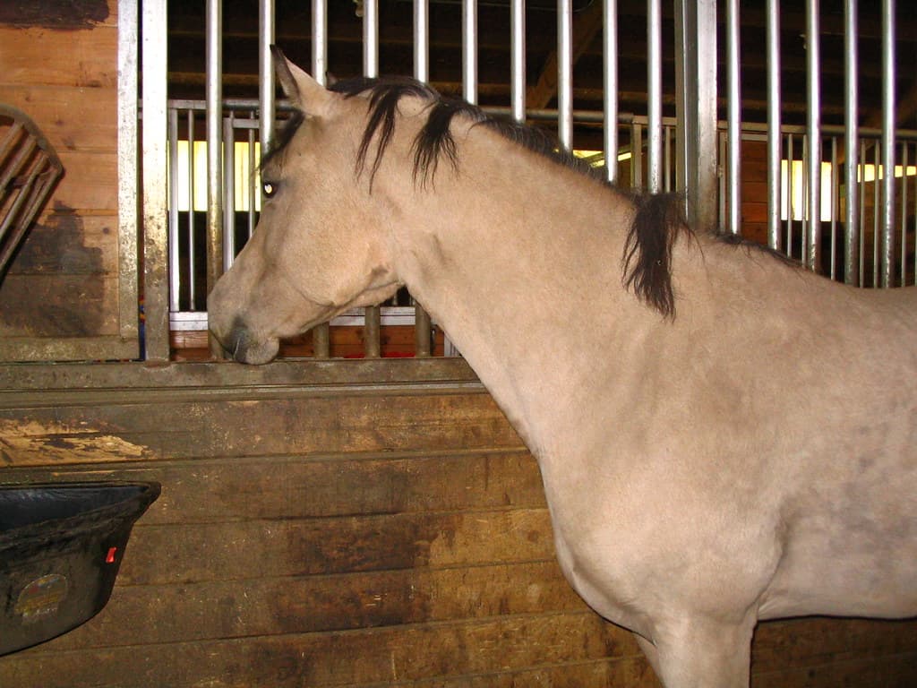 Buckskin mare looking out stall window from inside