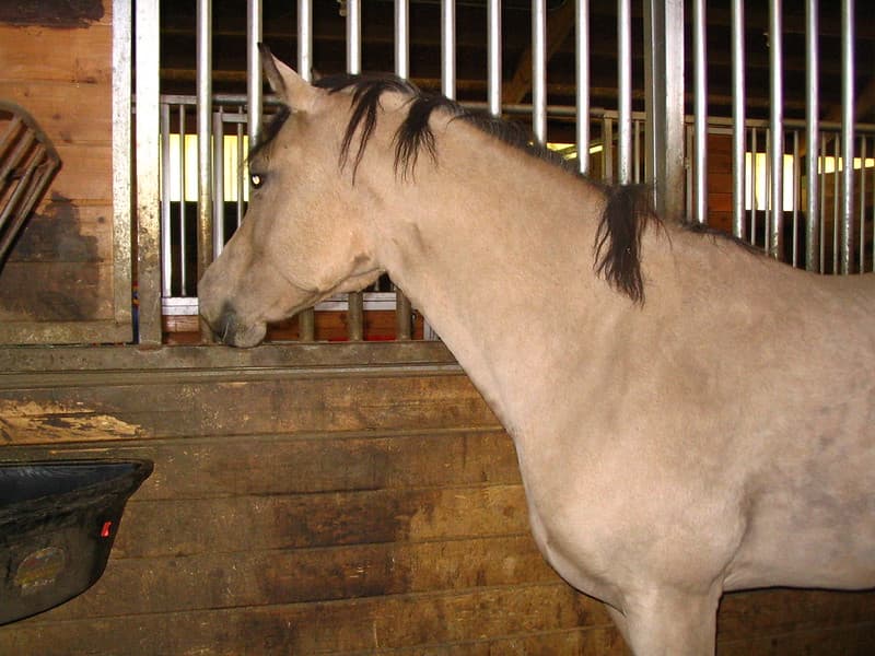 Buckskin mare looking out stall window from inside