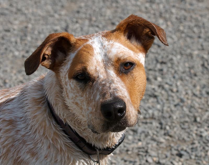Wet brown and white dog at Marymoor Park