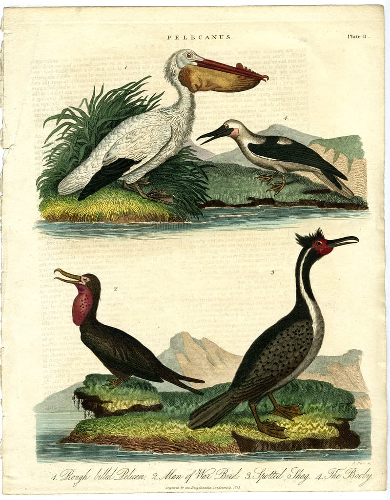 Pelecanus Bird Print 1823