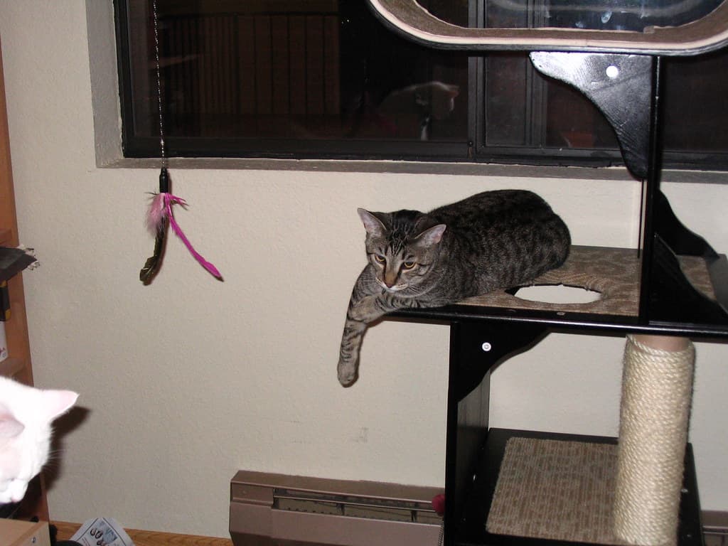 Radar lying on top of cat tower watching lure toy 2