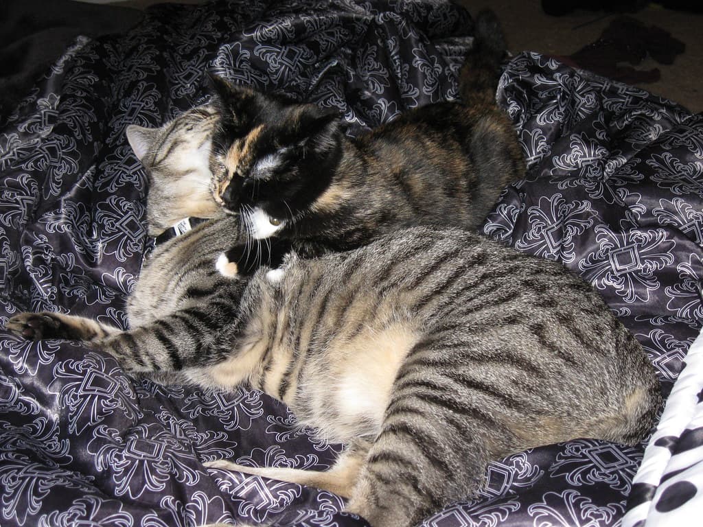 Radar nuzzling Harlequin 2