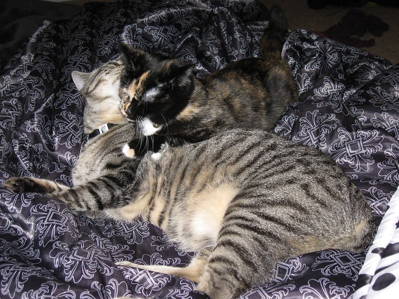Radar nuzzling Harlequin 2