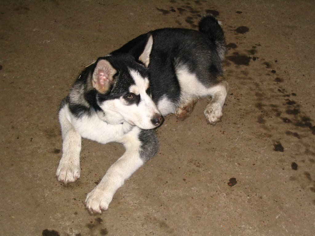 Dog from horse farm