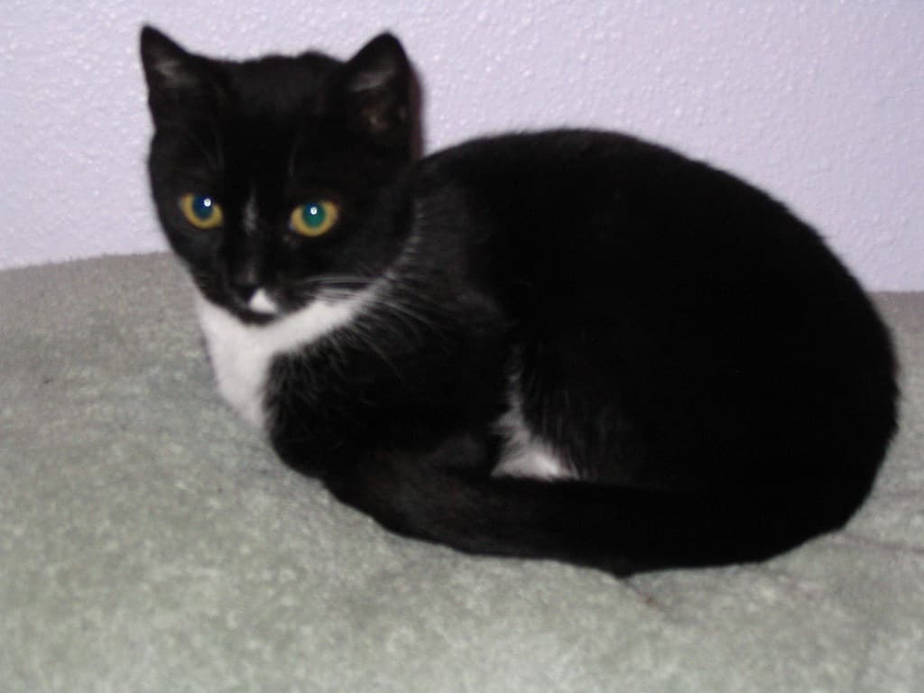 Mother cat sitting 2