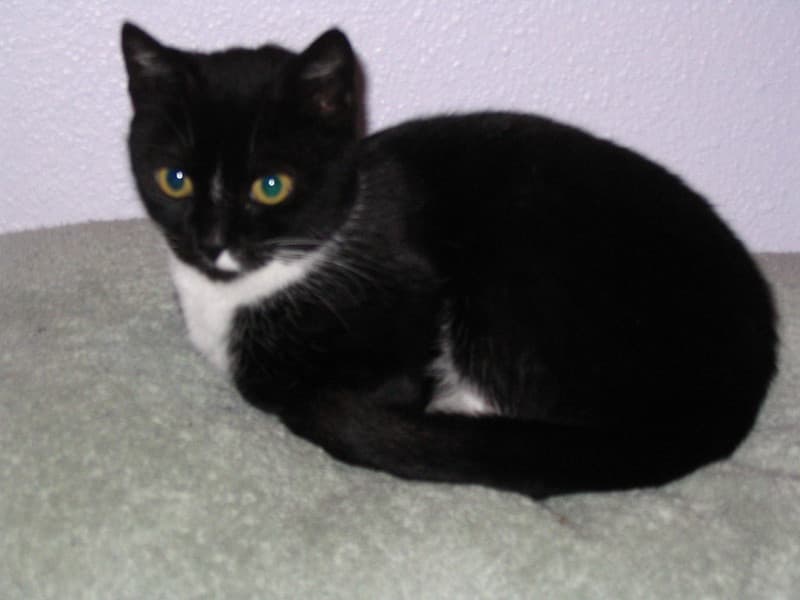Mother cat sitting 2