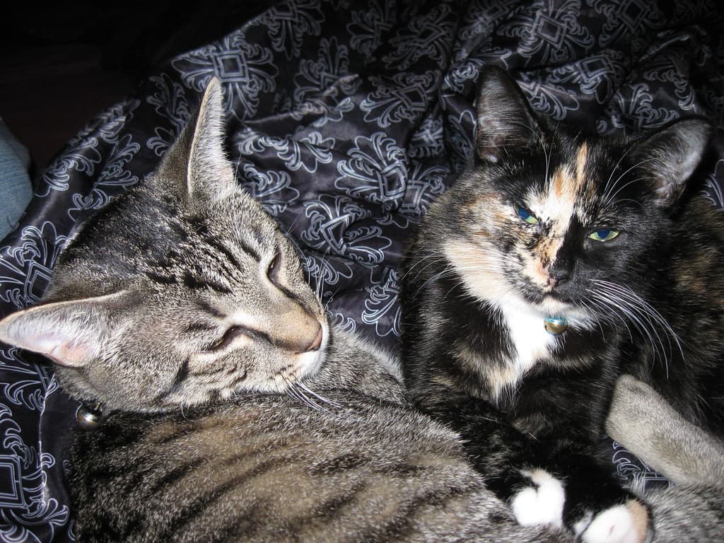 Radar and Harlequin lying together 1