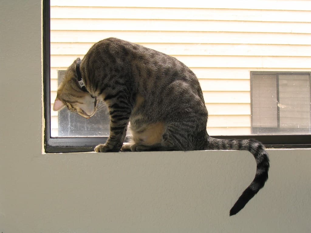 Radar watching bug on windowsill 3