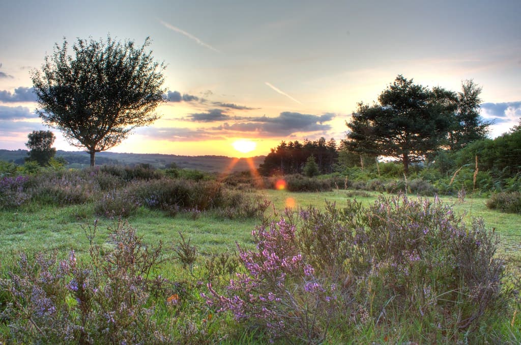 Sunrise in New Forest