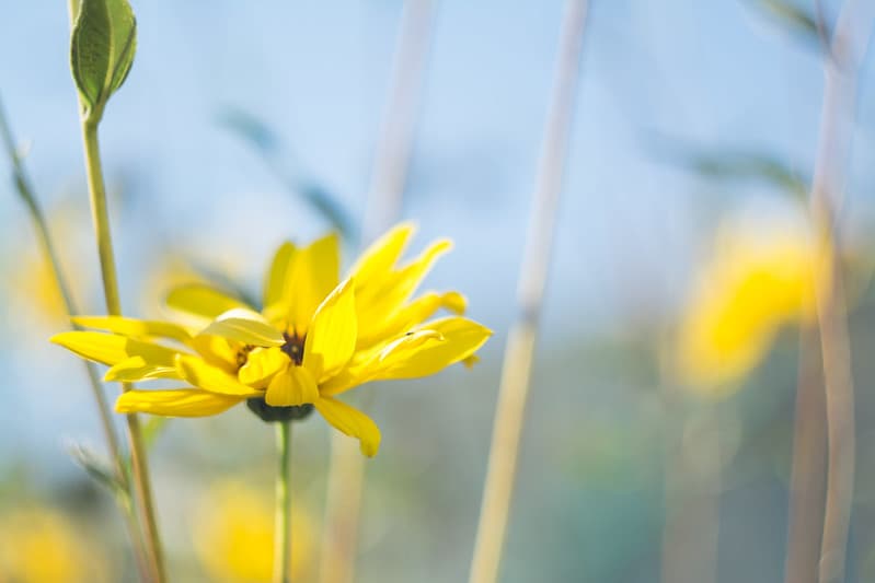 Macro of Yellow Sunflower