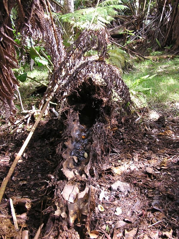 Pig damage hapuu fern 3