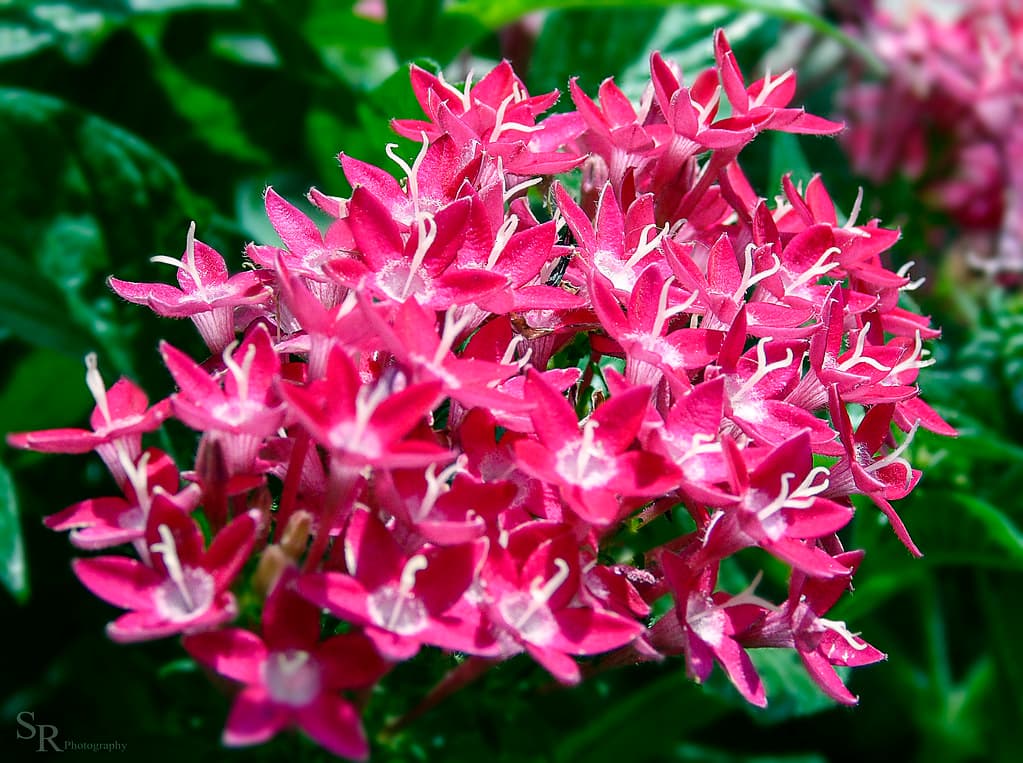 Pink Flowers