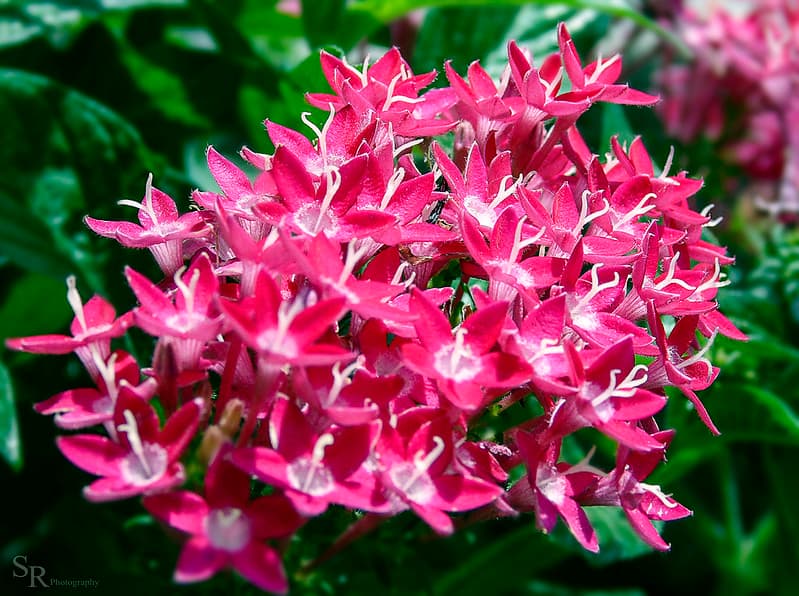 Pink Flowers