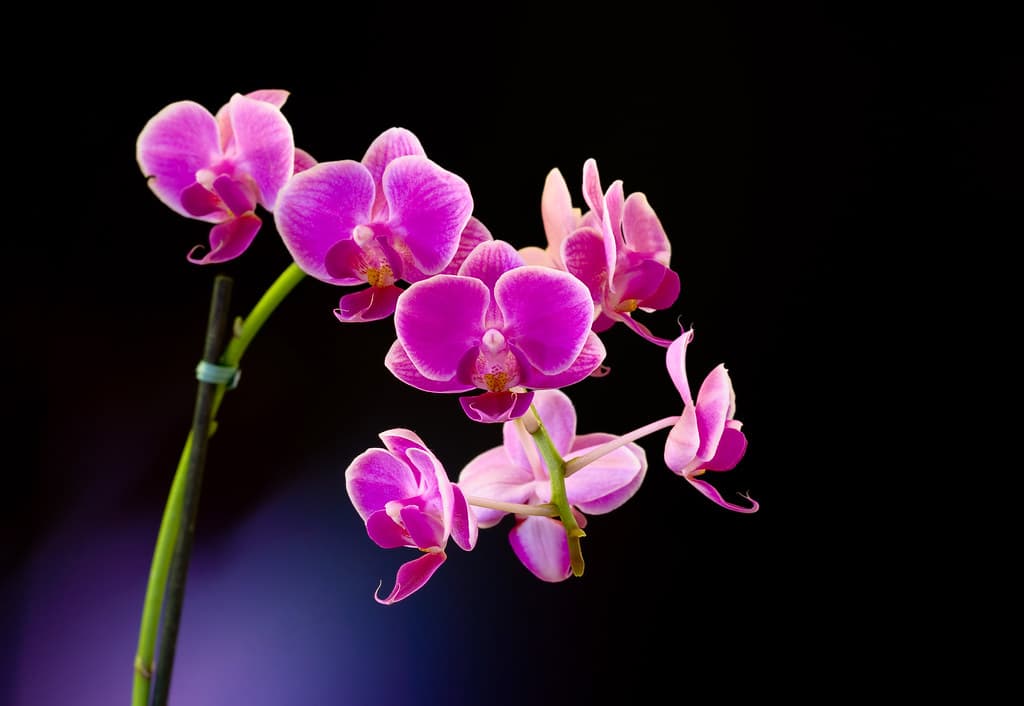 Orchid and Light