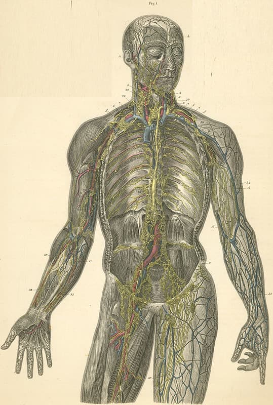 22-1 Lymph vessels of the head, trunk and arm, forearm and hand.