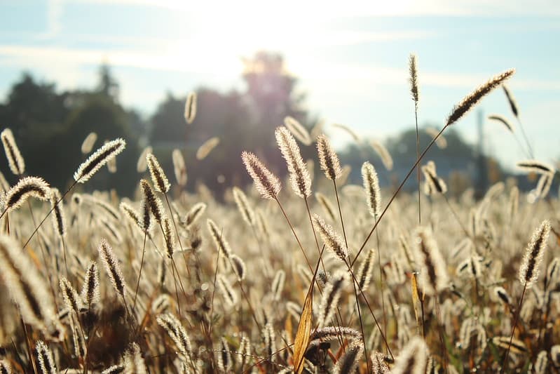Grain in Field
