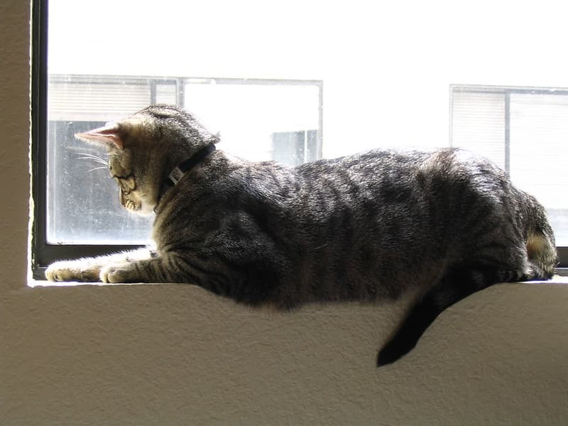 Radar lying on windowsill 5