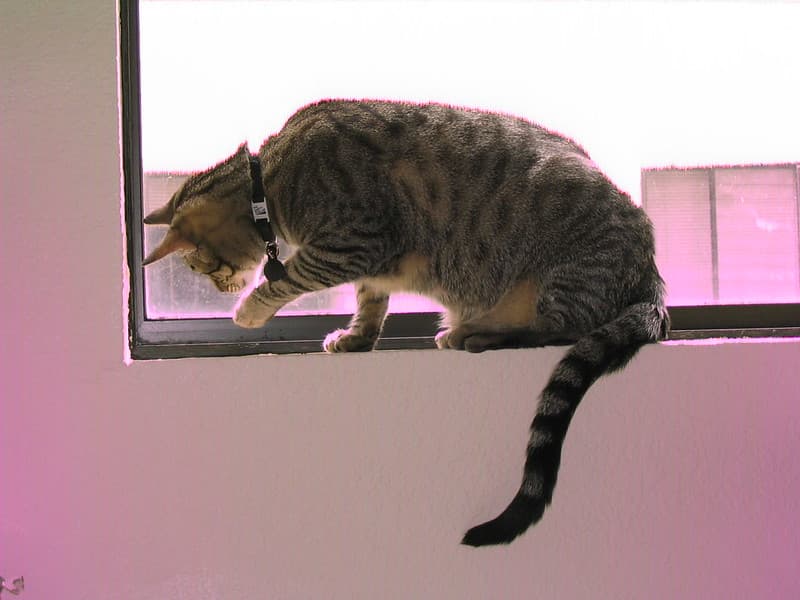 Radar watching bug on windowsill 1