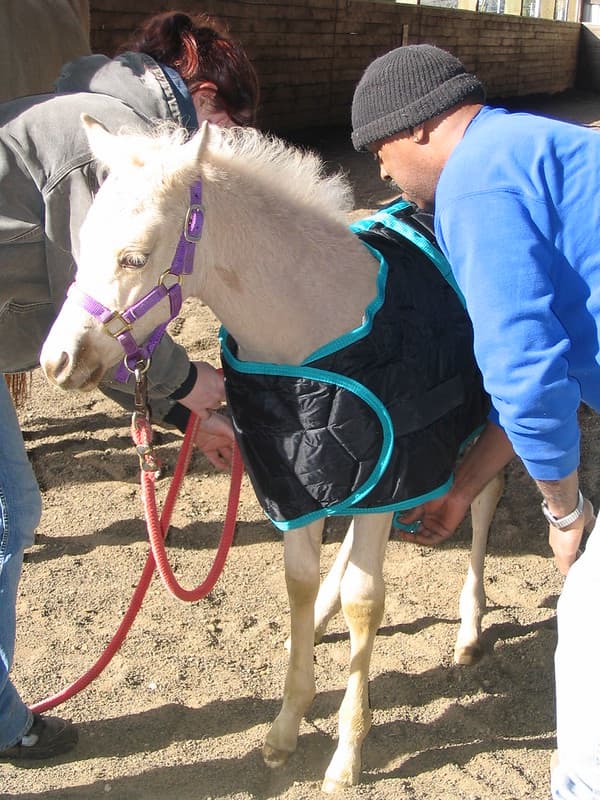 Putting horse blanket on palomino colt