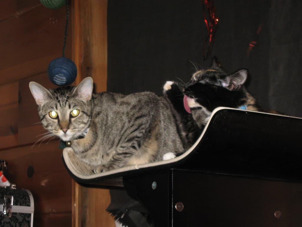Radar and Harlequin on cat tower