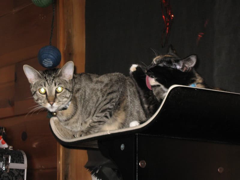 Radar and Harlequin on cat tower
