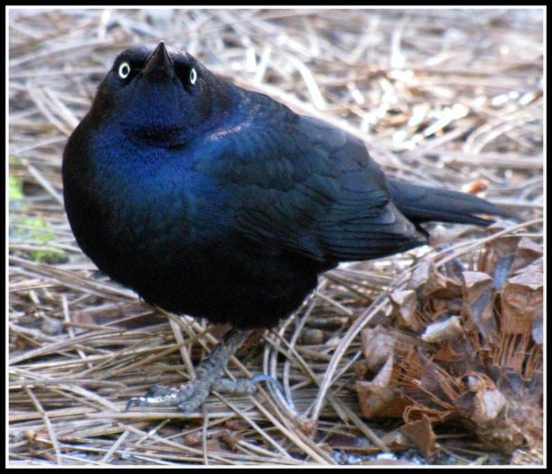 Angry, animal, assertive
