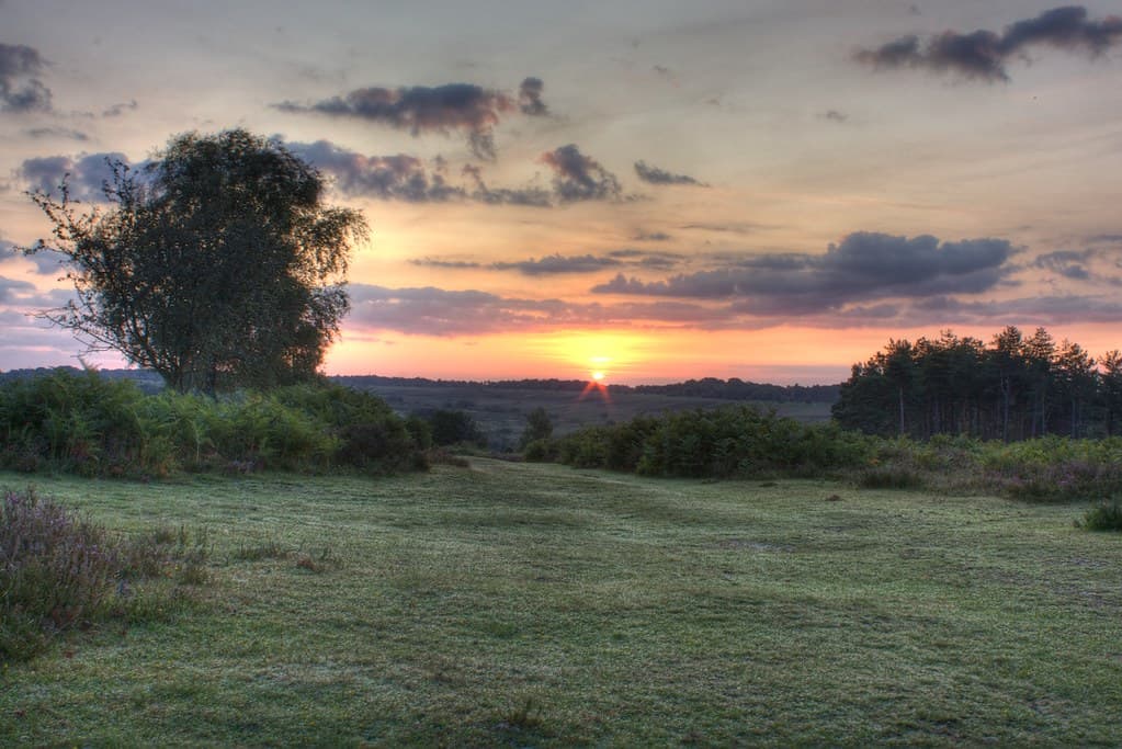 Sunrise in New Forest
