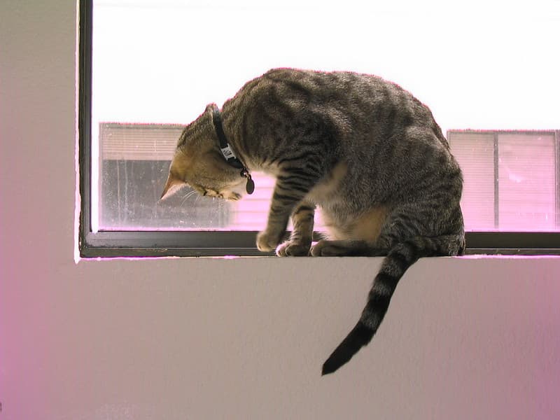 Radar watching bug on windowsill 2