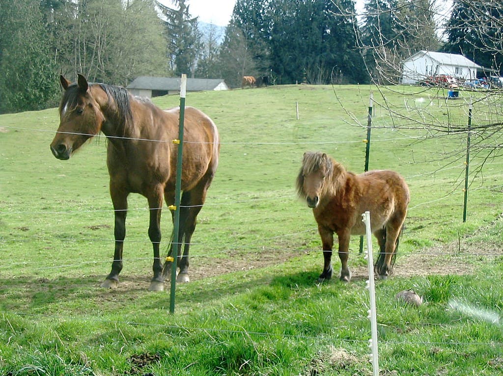 Bay and miniature horse in field in Arlington