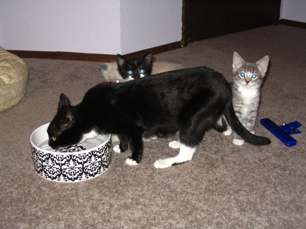 Kittens behind drinking mother cat 2