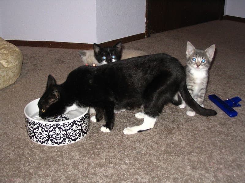 Kittens behind drinking mother cat 2