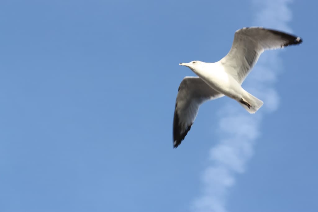 Bird flying over Manhattan