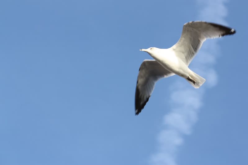 Bird flying over Manhattan