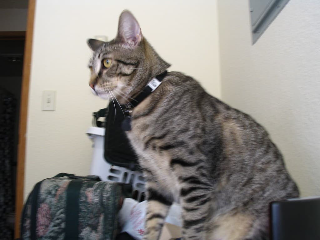 Radar trying to reach lure toy 3
