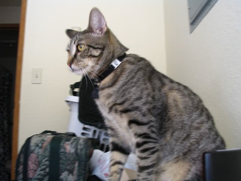 Radar trying to reach lure toy 3