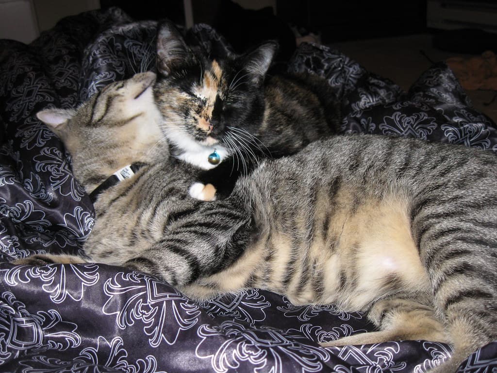 Radar nuzzling Harlequin 1