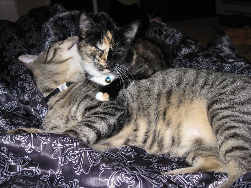 Radar nuzzling Harlequin 1