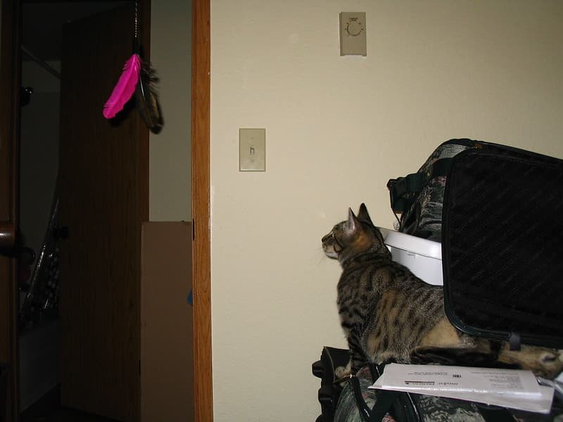 Radar trying to reach lure toy 6