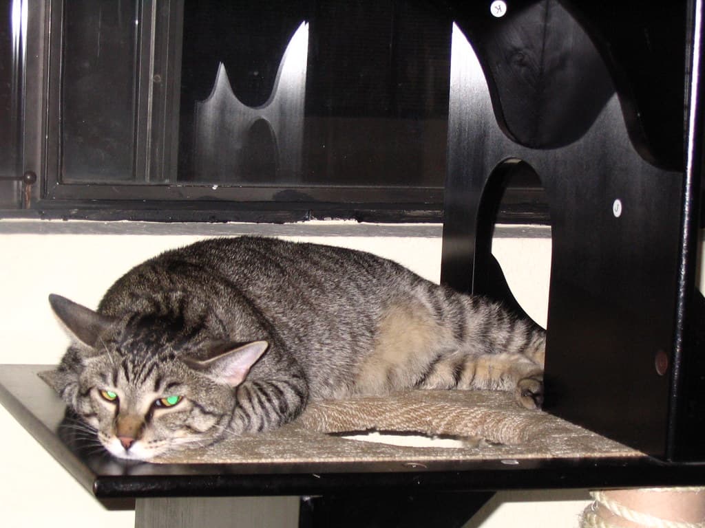 Radar lying on top of cat tower 1