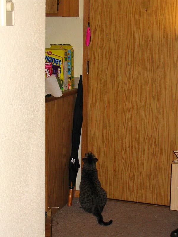 Radar trying to reach lure toy 7
